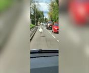 Footage has captured the moment a runaway rhea caued havoc for drivers as it sprinted through a sleepy Derbyshire village.