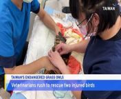 Taiwan&#39;s endangered grass owls are getting a helping hand from conservationists. Veterinarians have recently rescued two injured owls. One of the birds had a fractured leg and the second had an eye ulcer.