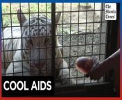 &#39;Bloodsicles,&#39; baths help Philippine zoo animals fight heatwave&#60;br/&#62;&#60;br/&#62;A Philippine zoo is giving tigers frozen treats made of animal blood and preventing lions from mating during the hottest time of the day as a heatwave scorches the country.&#60;br/&#62;&#60;br/&#62;Video by AFP&#60;br/&#62;&#60;br/&#62;Subscribe to The Manila Times Channel - https://tmt.ph/YTSubscribe &#60;br/&#62; &#60;br/&#62;Visit our website at https://www.manilatimes.net &#60;br/&#62; &#60;br/&#62;Follow us: &#60;br/&#62;Facebook - https://tmt.ph/facebook &#60;br/&#62;Instagram - https://tmt.ph/instagram &#60;br/&#62;Twitter - https://tmt.ph/twitter &#60;br/&#62;DailyMotion - https://tmt.ph/dailymotion &#60;br/&#62; &#60;br/&#62;Subscribe to our Digital Edition - https://tmt.ph/digital &#60;br/&#62; &#60;br/&#62;Check out our Podcasts: &#60;br/&#62;Spotify - https://tmt.ph/spotify &#60;br/&#62;Apple Podcasts - https://tmt.ph/applepodcasts &#60;br/&#62;Amazon Music - https://tmt.ph/amazonmusic &#60;br/&#62;Deezer: https://tmt.ph/deezer &#60;br/&#62;Tune In: https://tmt.ph/tunein&#60;br/&#62; &#60;br/&#62;#TheManilaTimes&#60;br/&#62;#tmtnews&#60;br/&#62;#philippinezoo&#60;br/&#62;#bloodsicles &#60;br/&#62;#summer &#60;br/&#62;#heatwave