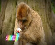 Get ready to laugh and smile with this hilarious monkey video! Watch as these curious and playful creatures get into all sorts of mischief and mayhem. From swinging through trees to playing with their friends, these monkeys will capture your heart and leave you entertained.&#92;