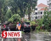 It was a near-death escape for a woman and her son when she hit the brakes of the MPV she was driving to avoid an uprooted tree that was about to fall and crush the vehicle along Jalan Macalister in George Town, Penang when she noticed a huge uprooted angsana tree on the left side of the road about to fall. &#60;br/&#62;&#60;br/&#62;WATCH MORE: https://thestartv.com/c/news&#60;br/&#62;SUBSCRIBE: https://cutt.ly/TheStar&#60;br/&#62;LIKE: https://fb.com/TheStarOnline