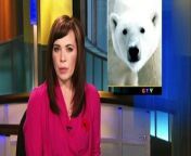 PBS_Operation Maneater_2of3_Polar Bear from keno bear